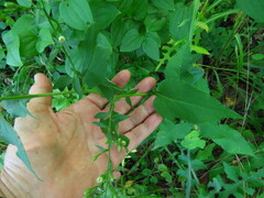 Symphyotrichum drummondii