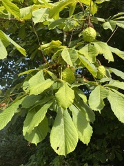 Aesculus hippocastanum