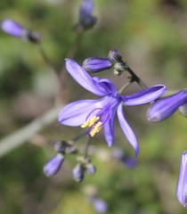 Pasithea caerulea