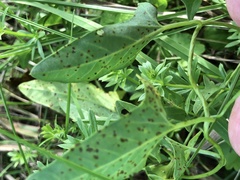 Convolvulus
