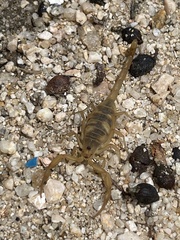 Centruroides exilicauda