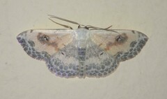 Scopula indicataria