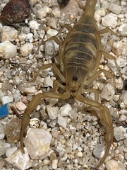 Centruroides exilicauda