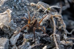 Pardosa amentata