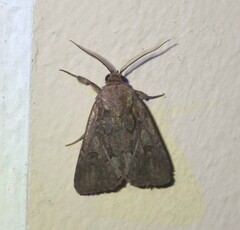 Spodoptera depravata