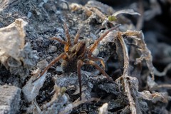 Pardosa amentata