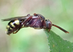 Nomada