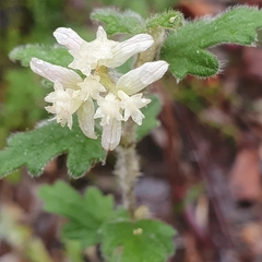 Xanthosia pilosa