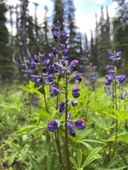 Lupinus latifolius