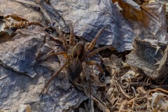 Pardosa amentata