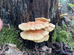 Laetiporus cincinnatus