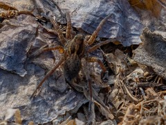 Pardosa amentata