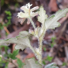 Xanthosia pilosa