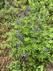 Lupinus latifolius