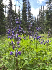 Lupinus latifolius