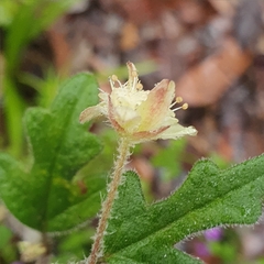 Xanthosia pilosa