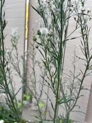 Erigeron bonariensis