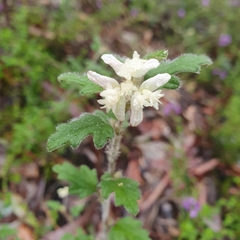 Xanthosia pilosa