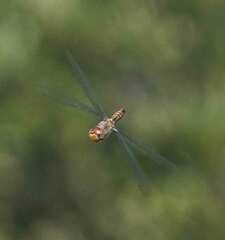 Pantala hymenaea