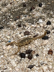 Centruroides exilicauda