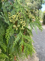 Thuja plicata