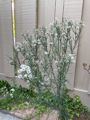 Erigeron bonariensis