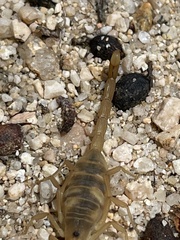 Centruroides exilicauda