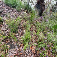 Xanthosia pilosa