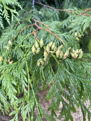 Thuja plicata