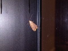 Tachystola acroxantha