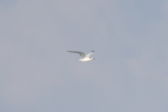 Sterninae
