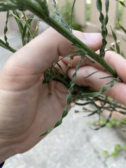 Erigeron bonariensis