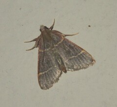 Hypsopygia