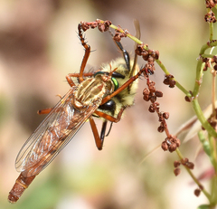 Diogmites angustipennis