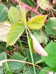 Rubus fruticosus