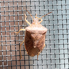 Euschistus servus euschistoides