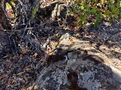 Sceloporus occidentalis occidentalis
