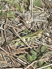 Oedaleus decorus