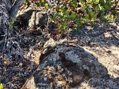 Sceloporus occidentalis occidentalis
