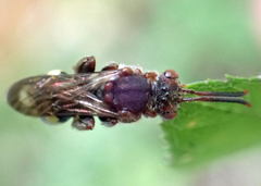 Nomada