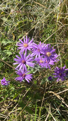 Symphyotrichum sericeum