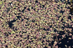 Spirodela polyrhiza