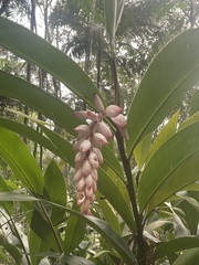 Alpinia
