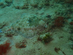 Pleuronichthys ritteri