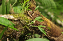 Scaphyglottis dunstervillei