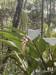 Alpinia