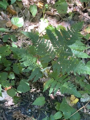 Pteridium aquilinum latiusculum