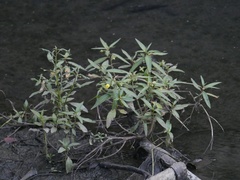 Ludwigia octovalvis