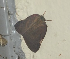 Ricania sublimata
