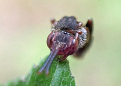 Nomada